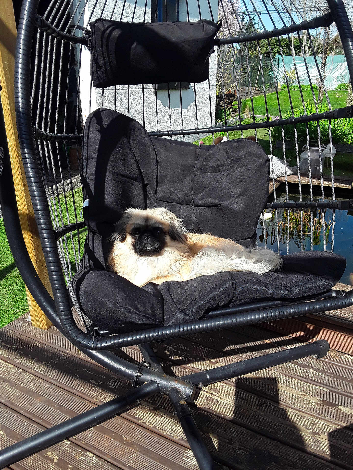 Vladymir a rejoint le concours — aidez-le/la à gagner de superbes lots ! dog, outdoor, hanging_chair, cushion, sunlight, garden, pond, wooden_deck, relaxing, pet, furniture, black_cushion, fluffy, canine, nature, daylight, leisure, resting, backyard, animal