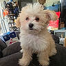 puppy, dog, small_dog, fluffy, white_fur, cream_fur, sitting, couch, indoors, pet, animal, portrait, close_up, brown_eyes, black_nose, long_hair, cute, adorable, household, living_room