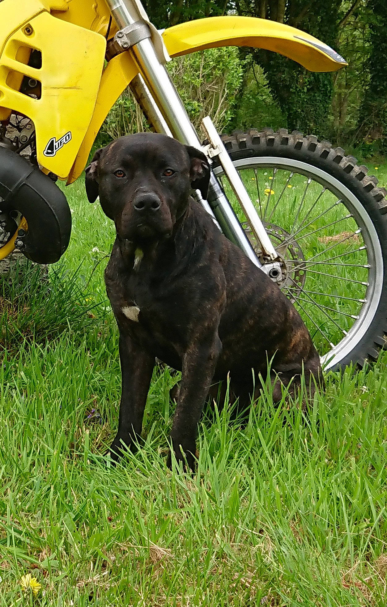 Leto participe au concours pour gagner de l'argent avec cette photo : auto_part, bicycle, bicycle_accessory, bicycle_part, bicycle_tire, canidae, carnivore, collar, companion_dog, dog, dog_breed, liver, mountain_bike, rim, snout, spoke, sporting_group, synthetic_rubber, tread, working_animal