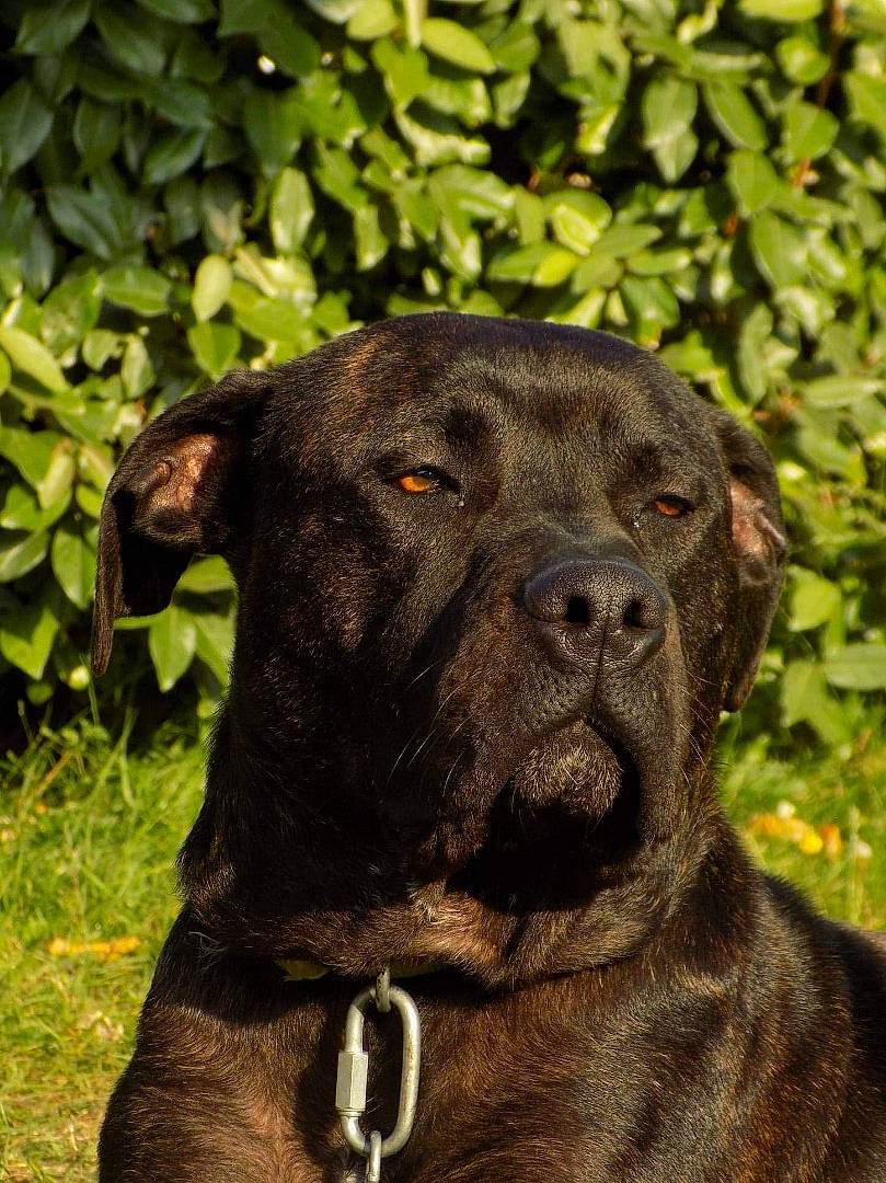 Leto participe au concours pour gagner de l'argent avec cette photo : canidae, carnivore, collar, companion_dog, dog, dog_breed, fawn, groundcover, guard_dog, hunting_dog, liver, snout, sporting_group, terrestrial_animal, whiskers, working_animal, working_dog