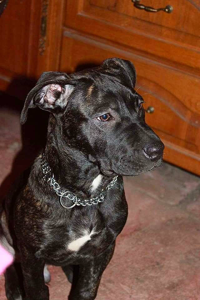 Leto a rejoint le concours — aidez-le/la à gagner de superbes lots ! canidae, carnivore, collar, companion_dog, dog, dog_breed, dog_collar, floor, fur, liver, mammal, patterdale_terrier, pet_supply, snout, sporting_group, varnish, whiskers, wood_stain, working_animal, working_dog