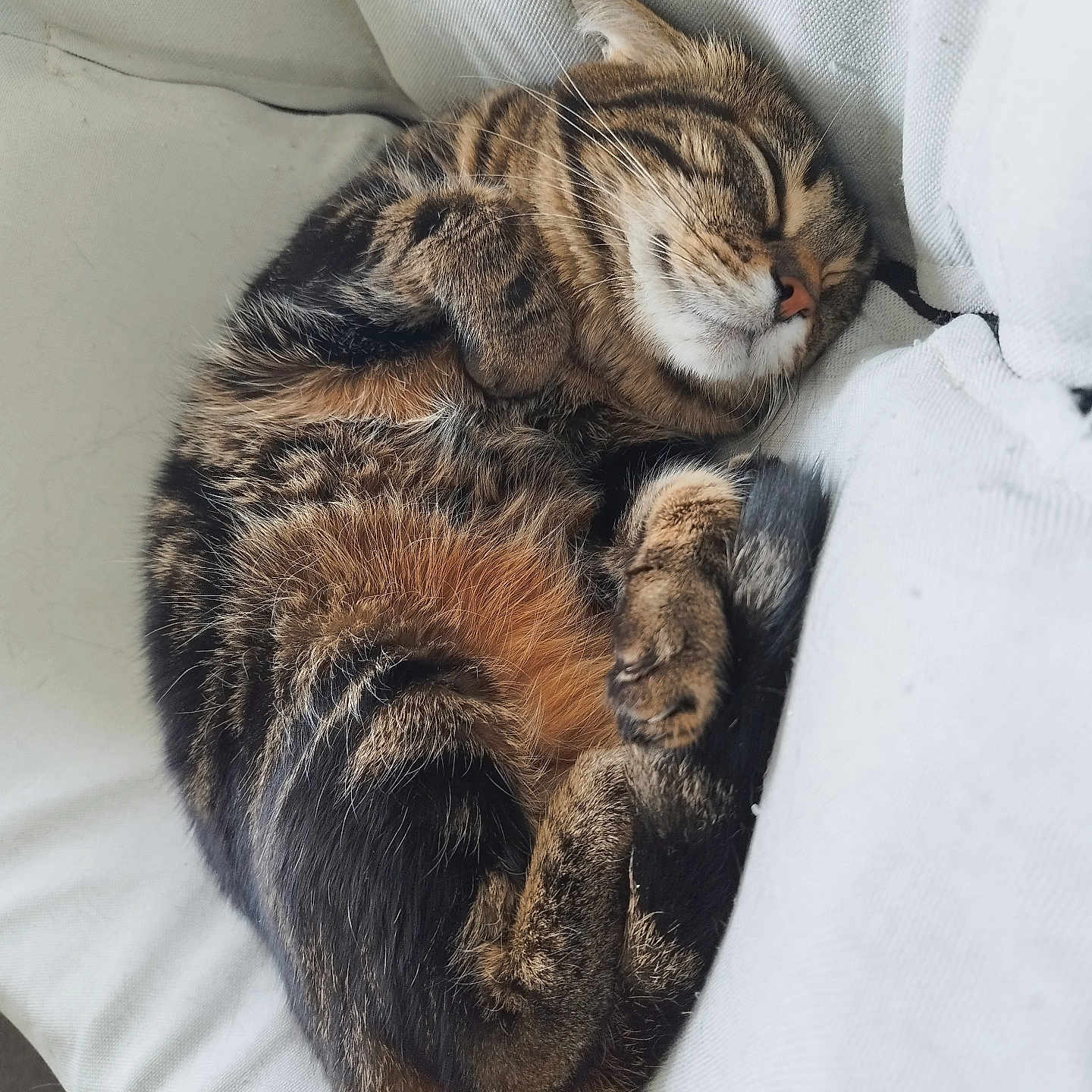 Maze participe au concours pour gagner de l'argent avec cette photo : adorable, animal, cat, content, cozy, curled_up, cute, feline, fur, indoor, mammal, nap, paw, pet, relaxed, resting, sleeping, soft, tabby, whiskers