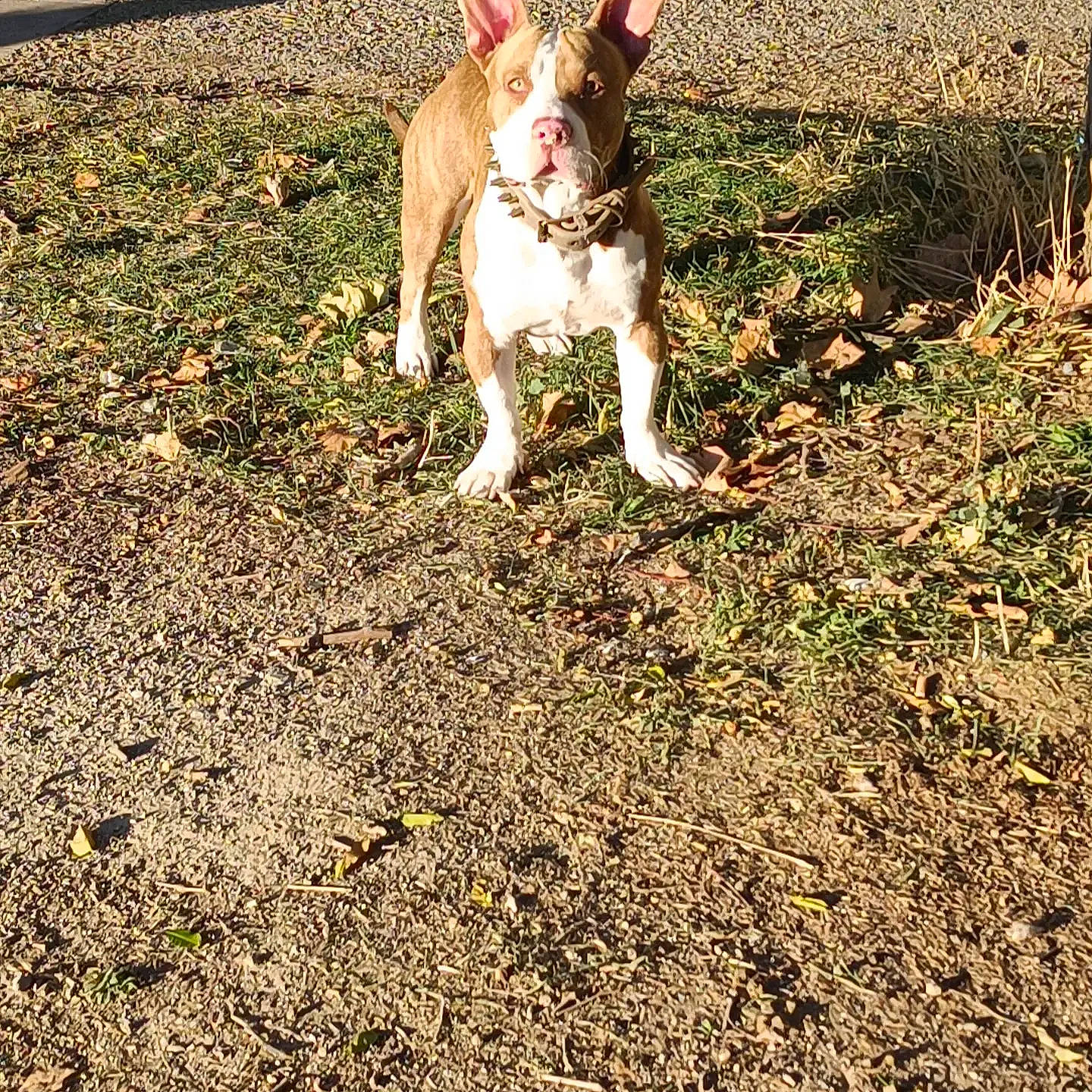 Sisko a rejoint le concours — aidez-le/la à gagner de superbes lots ! carnivore, companion_dog, dog, dog_breed, fawn, grass, hunting_dog, plant, soil, tail, terrestrial_animal, terrier, toy_dog, working_animal