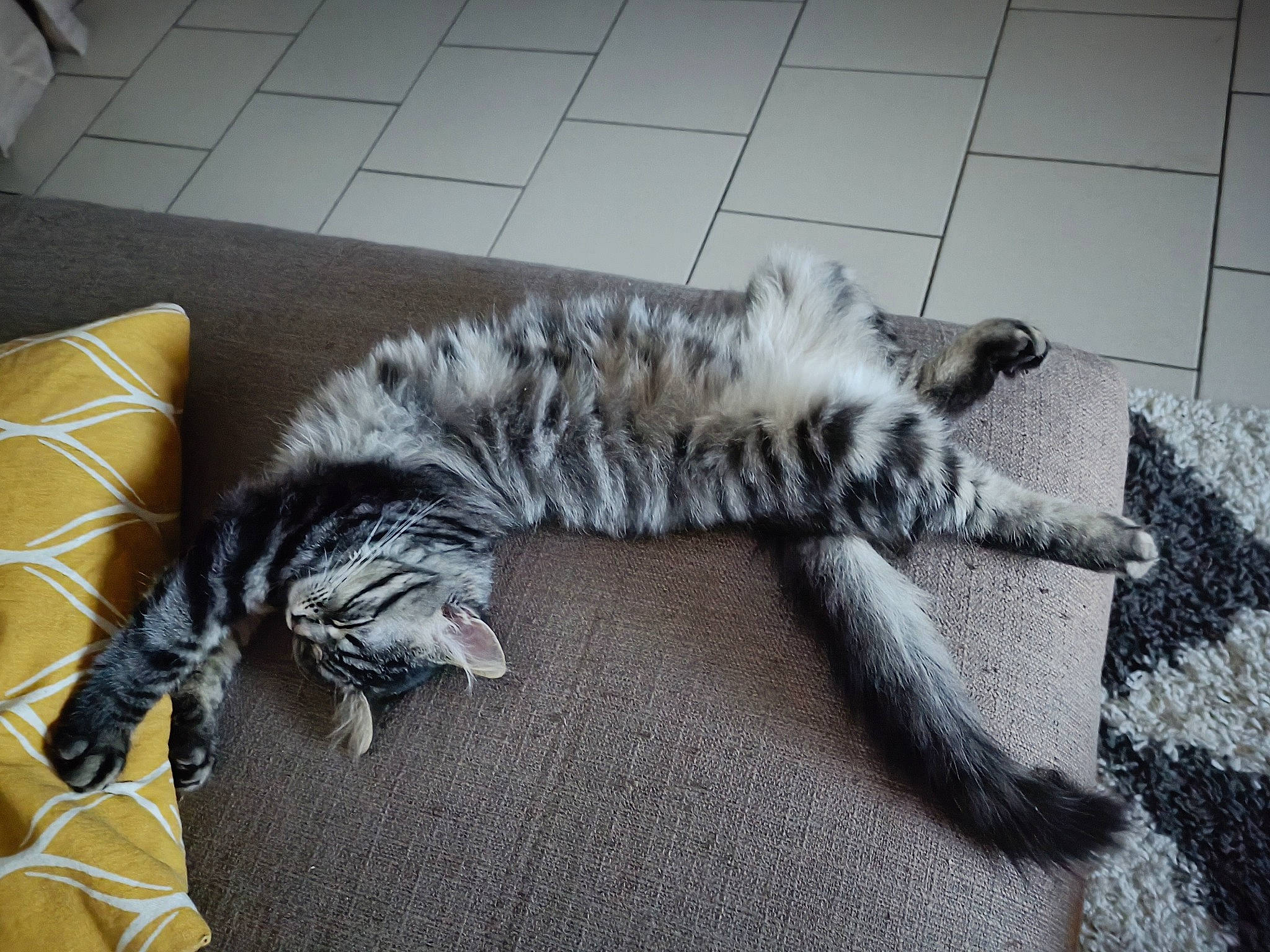 Filou participe au concours pour gagner de l'argent avec cette photo : carnivore, cat, claw, comfort, dog_breed, domestic_short_haired_cat, felidae, flooring, fur, grey, hardwood, nap, paw, room, small_to_medium_sized_cats, sporting_group, tail, terrestrial_animal, whiskers