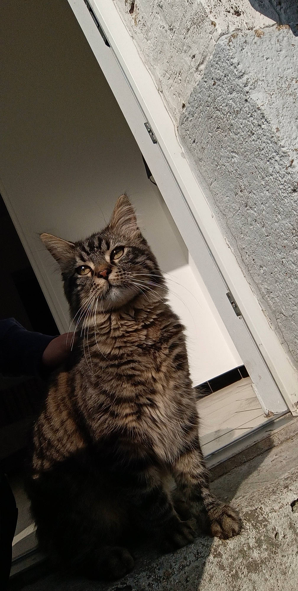 Filou a rejoint le concours — aidez-le/la à gagner de superbes lots ! carnivore, cat, claw, domestic_short_haired_cat, door, felidae, fur, grey, monochrome, monochrome_photography, paw, shadow, sitting, small_to_medium_sized_cats, snout, tail, terrestrial_animal, whiskers, window, wood