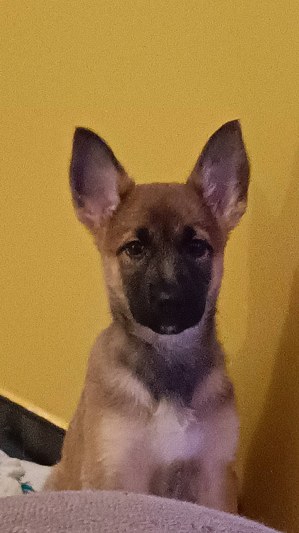 Maïa a rejoint le concours — aidez-le/la à gagner de superbes lots ! ancient_dog_breeds, art, canidae, carnivore, companion_dog, dog, dog_breed, ear, fawn, fur, non_sporting_group, snout, terrestrial_animal, toy_dog, whiskers, working_animal