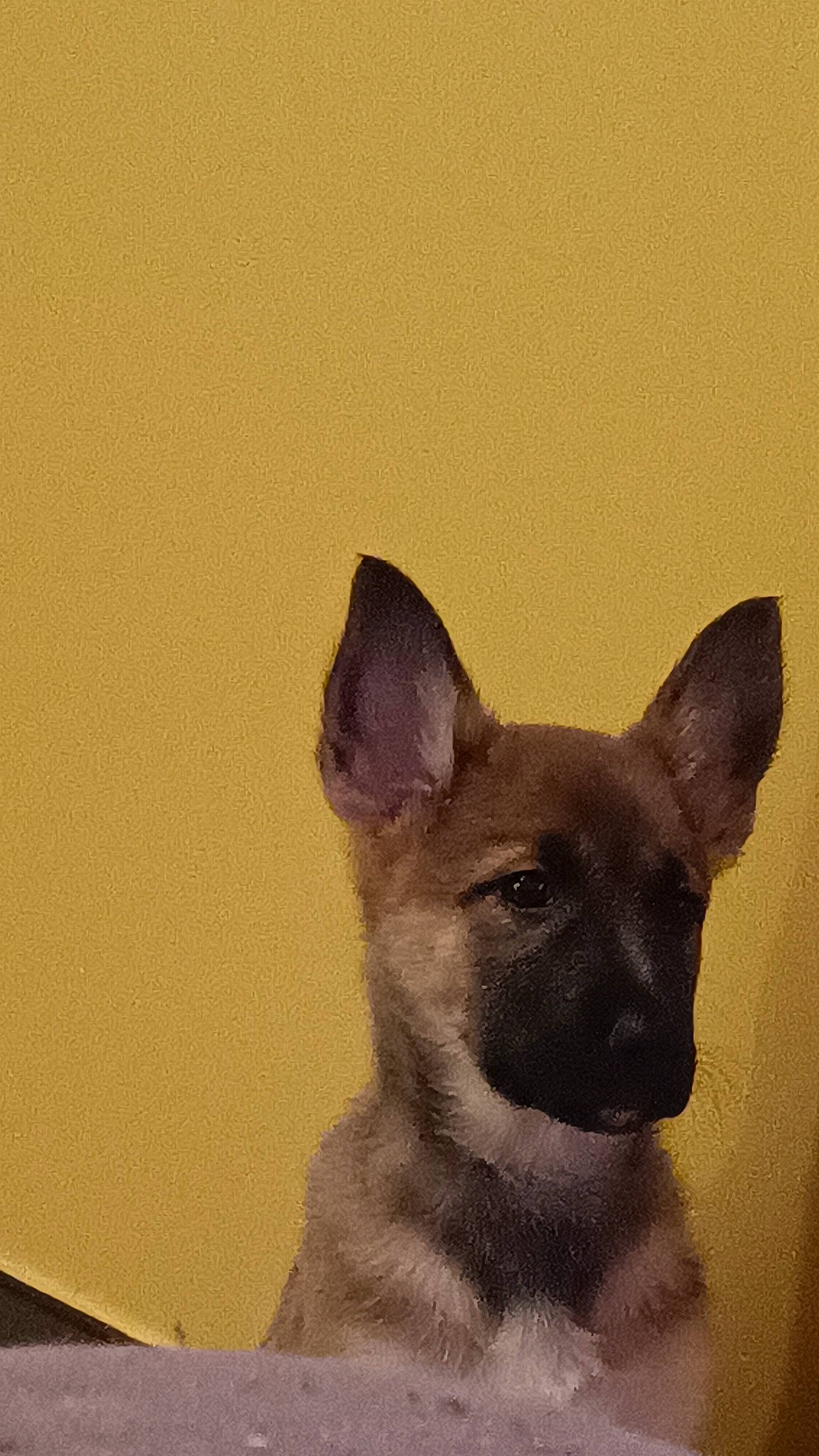 Maïa participe au concours pour gagner de l'argent avec cette photo : ancient_dog_breeds, art, canidae, carnivore, companion_dog, dog, dog_breed, fawn, felidae, fur, non_sporting_group, snout, sporting_group, tail, terrestrial_animal, toy_dog, visual_arts, whiskers, working_animal