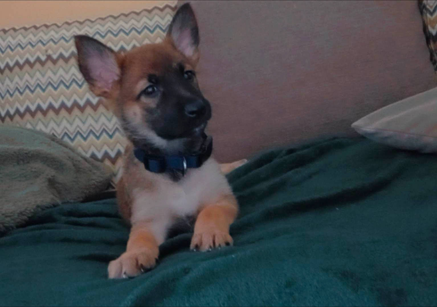 Maïa participe au concours pour gagner de l'argent avec cette photo : canidae, carnivore, comfort, companion_dog, corgi_chihuahua, dog, dog_breed, dog_supply, ear, fawn, fur, non_sporting_group, paw, snout, sporting_group, terrestrial_animal, toy_dog, whiskers, working_animal