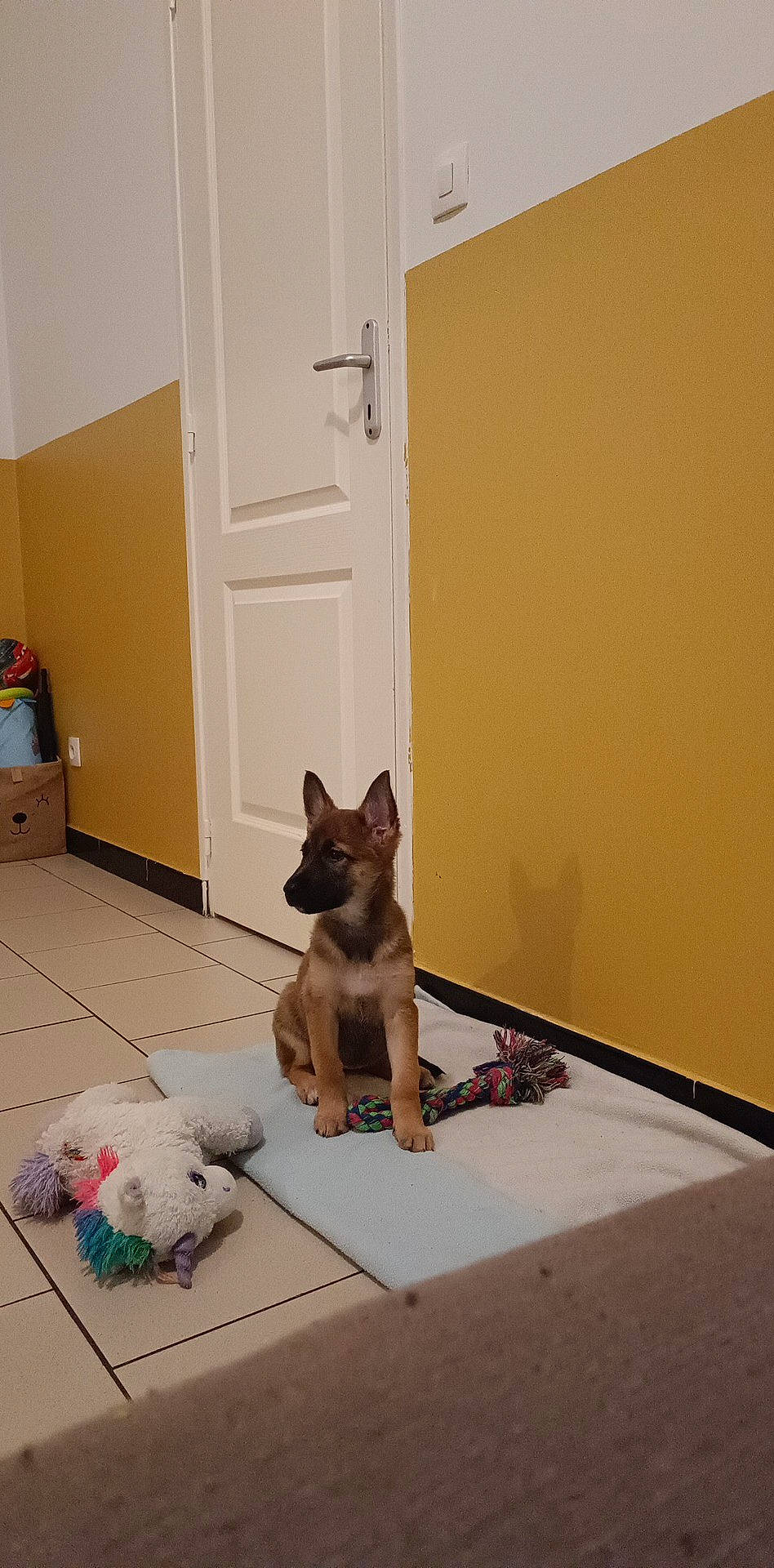 Maïa participe au concours pour gagner de l'argent avec cette photo : carnivore, companion_dog, dog, dog_breed, dog_supply, door, fawn, felidae, floor, flooring, hardwood, home_door, mammal, room, small_to_medium_sized_cats, tail, toy, toy_dog, wood, working_animal