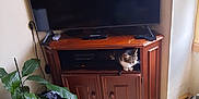 Moustic participe au concours pour gagner de l'argent avec cette photo : cat, television, wooden_cabinet, potted_plant, speaker, game_controller, living_room, floor, window, curious_cat, indoor, electronics, furniture, houseplant, home_decor, corner, tile_floor, natural_light, relaxed, domestic