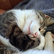 Moustic a rejoint le concours — aidez-le/la à gagner de superbes lots ! cat, tabby, sleeping, close_up, whiskers, pink_nose, paws, fur, cozy, blanket, resting, cute, pet, indoor, relaxed, animal, soft, mammal, domestic, nap