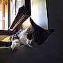 Moustic a rejoint le concours — aidez-le/la à gagner de superbes lots ! cat, window, indoor, pet, curious, shadow, light, wood, ledges, feline, whiskers, resting, animal, domestic, face, ears, fur, closeup, natural_light, quiet