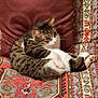 Moustic a rejoint le concours — aidez-le/la à gagner de superbes lots ! cat, tabby, pet, animal, feline, couch, patterned_fabric, indoor, relaxed, lounging, fur, whiskers, paw, seated, domestic_animal, resting, cozy, home, furniture, cute