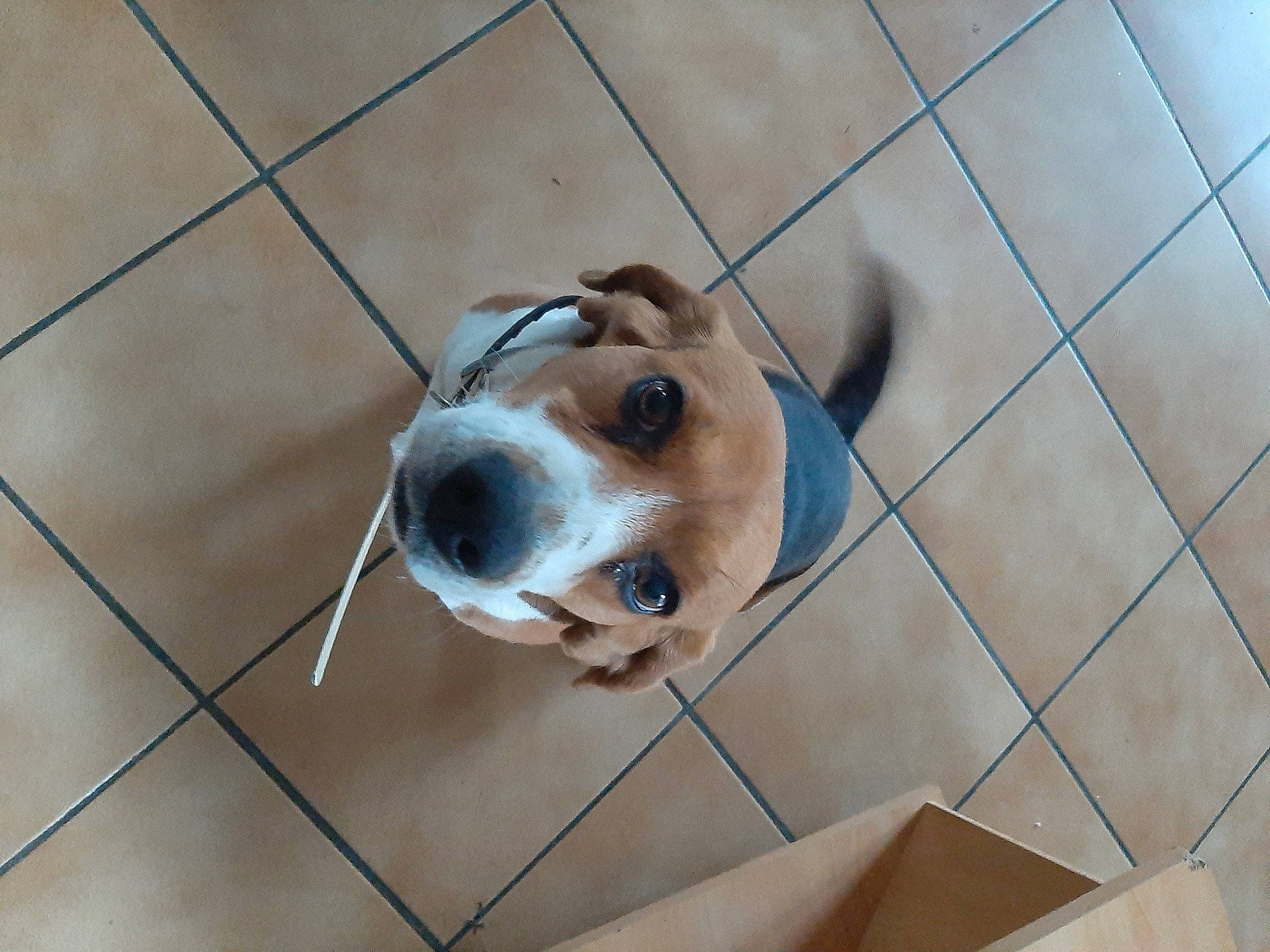 Chanie participe au concours pour gagner de l'argent avec cette photo : ball, carnivore, collar, companion_dog, dog, dog_breed, eye, fawn, floor, flooring, football, mammal, pet_supply, snout, soccer_ball, terrestrial_animal, toy, whiskers, wood, working_animal