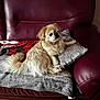 animal, blanket, brown, canine, comfort, couch, cozy, dog, domestic, floor, fur, furniture, home, indoor, leather, pet, pillow, relaxed, seated, small_dog