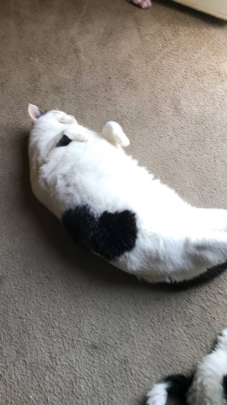 Jarvis is registered to the contest to win money with this photo: canidae, carnivore, cat, claw, comfort, companion_dog, dog_breed, domestic_short_haired_cat, felidae, flooring, foot, fur, paw, small_to_medium_sized_cats, snout, sporting_group, tail, terrestrial_animal, whiskers, wood