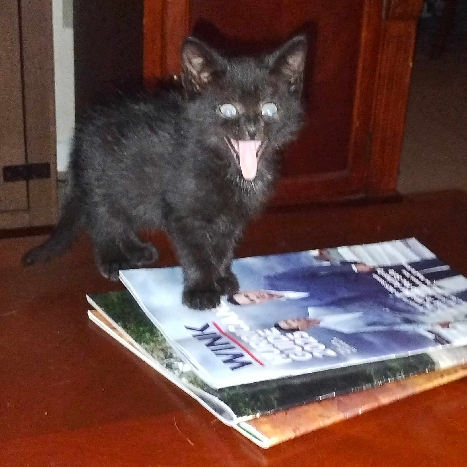 Bella joined the competition — help win amazing prizes! animal, black_cat, blur, comical, cute, domestic_cat, feline, funny_expression, fur, household, indoor, kitten, magazine, open_mouth, pet, small, table, tongue_out, wooden_table, young_animal