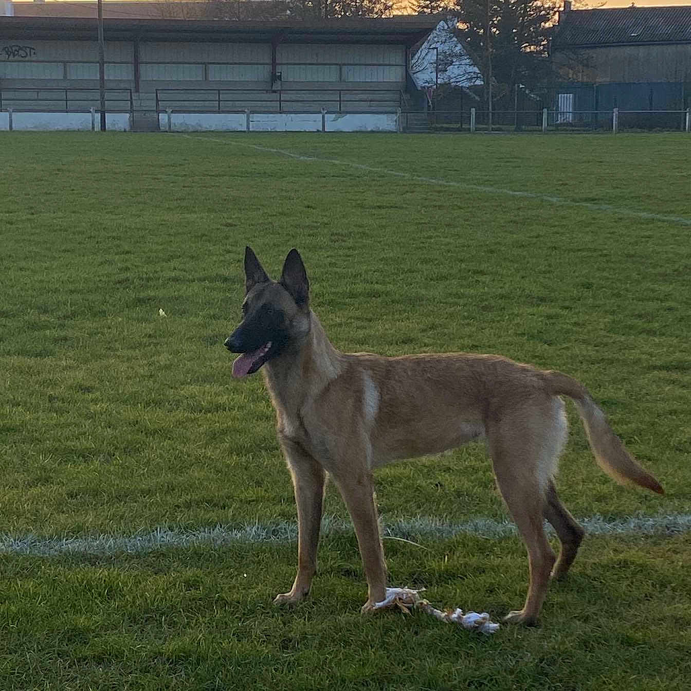 Tina participe au concours pour gagner de l'argent avec cette photo : alert, animal, canine, dog, ears_up, fence, field, grass, nature, outdoor, pet, playing, rope_toy, sky, sports_field, stadium, standing, sunset, tongue_out, trees