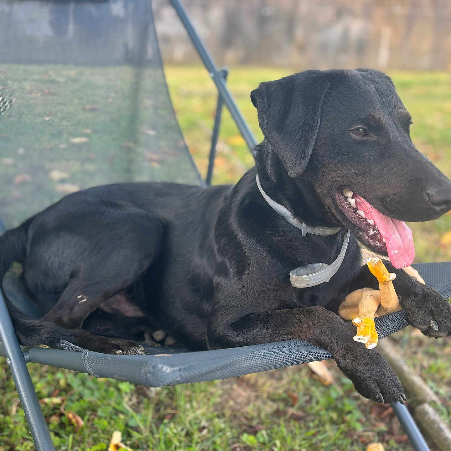 Rider a rejoint le concours — aidez-le/la à gagner de superbes lots ! animal, black_dog, canine, chair, collar, daytime, dog, garden, grass, happy, leisure, mesh_chair, outdoor, paw, pet, playful, relaxing, summer, tongue_out, toy