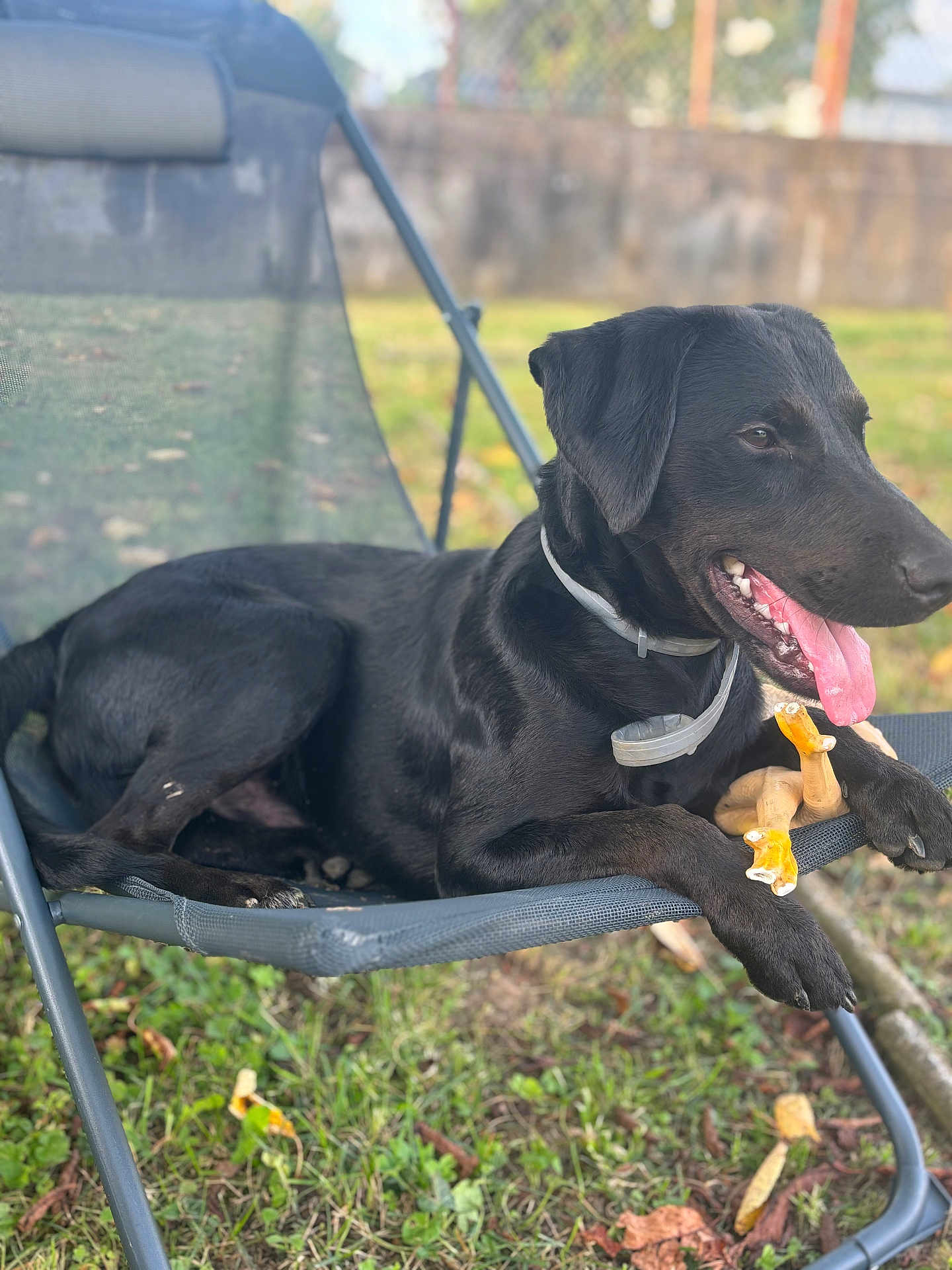Rider a rejoint le concours — aidez-le/la à gagner de superbes lots ! dog, black_dog, outdoor, chair, toy, grass, pet, animal, happy, tongue_out, leisure, mesh_chair, collar, paw, summer, relaxing, garden, playful, canine, daytime