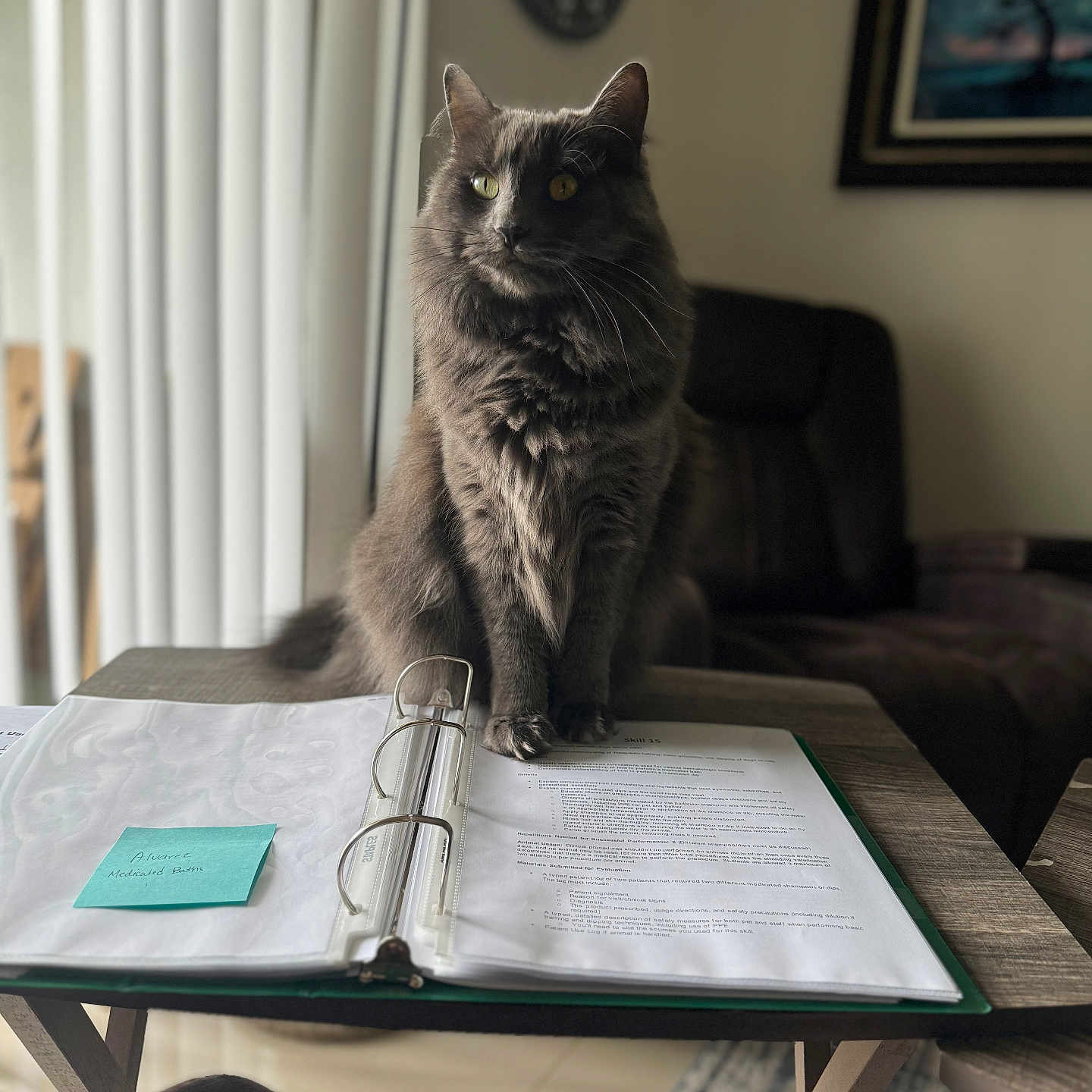 Bellatrix is registered to the contest to win money with this photo: animal, architecture, building, cat, computer, couch, desk, document, electronics, furniture, hardwood, indoors, laptop, livingroom, pc, pet, plywood, table, text, wood