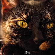 Poivre Blanc a rejoint le concours — aidez-le/la à gagner de superbes lots ! cat, tortoiseshell, close_up, yellow_eyes, whiskers, feline, pet, animal, portrait, soft_light, blurred_background, fur, face, domestic_cat, cute, mysterious, focused, macro, whisker, eye