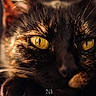 cat, tortoiseshell, close_up, yellow_eyes, whiskers, feline, pet, animal, portrait, soft_light, blurred_background, fur, face, domestic_cat, cute, mysterious, focused, macro, whisker, eye