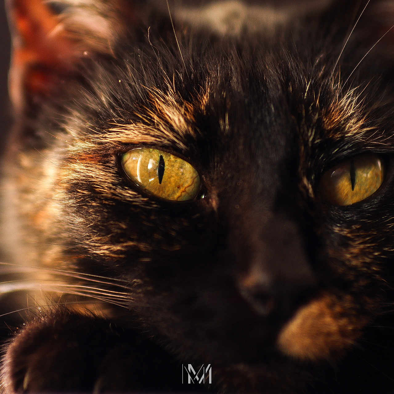 Poivre Blanc a rejoint le concours — aidez-le/la à gagner de superbes lots ! cat, tortoiseshell, close_up, yellow_eyes, whiskers, feline, pet, animal, portrait, soft_light, blurred_background, fur, face, domestic_cat, cute, mysterious, focused, macro, whisker, eye