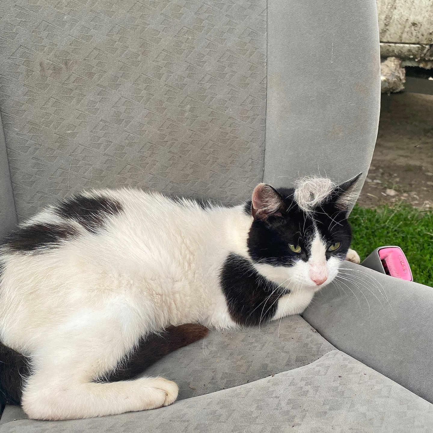 Creamy Oreo is registered to the contest to win money with this photo: alloywheel, animal, armchair, car, carwheel, cat, chair, couch, cushion, furniture, homedecor, kitten, machine, manx, pet, spoke, tire, transportation, vehicle, wheel