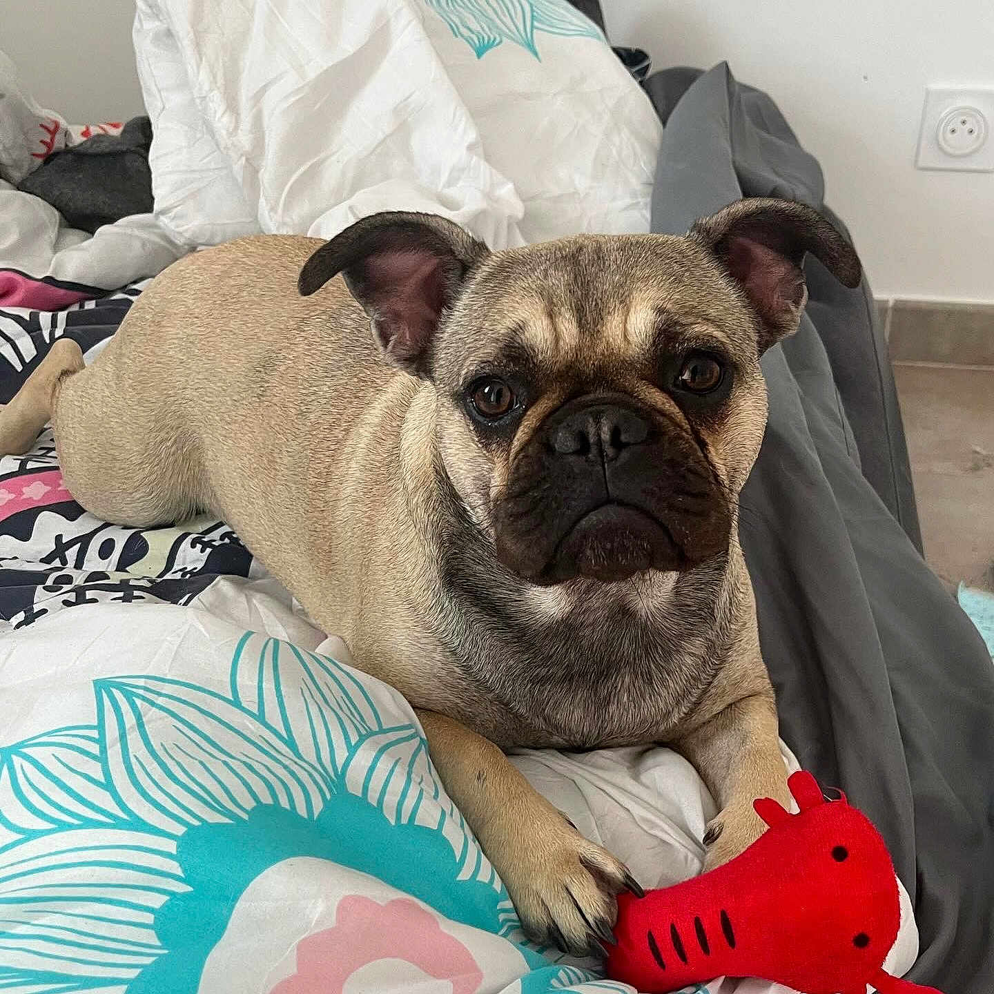 Vanille participe au concours pour gagner de l'argent avec cette photo : animal, bed, blanket, companion, cute, dog, domestic, ears, eyes, fur, furniture, indoor, laying, paw, pet, plush_toy, pug, resting, snout, toy