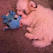 Aron a rejoint le concours — aidez-le/la à gagner de superbes lots ! puppy, dog, plush_toy, blue_toy, carpet, fluffy, cute, pet, lying_down, snuggling, soft_texture, indoor, cozy, small_dog, toy, animal, playful, sleepy, adorable, companion
