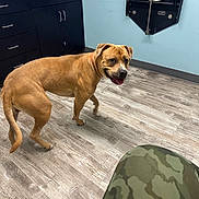Romeo joined the competition — help win amazing prizes! dog, brown_dog, indoor, flooring, wood_floor, cabinet, medical_equipment, blue_wall, collar, pet, animal, canine, looking_back, happy, standing, paw, tongue_out, person_leg, camouflage_pants, veterinary_office