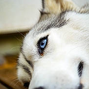 Sky participe au concours pour gagner de l'argent avec cette photo : animal, blue_eye, canine, close_up, detail, dog, ears, fur, husky, indoor, lying_down, macro, pet, portrait, relaxed, sleepy, snout, soft_texture, whiskers, wooden_floor