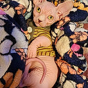 Sandy And Enzo joined the competition — help win amazing prizes! sphynx_cat, hairless_cat, cat, pet, blanket, fuzzy_blanket, striped_sweater, button, wrinkled_skin, tail, yellow_eyes, ears, cute, indoor, cozy, animal, feline, relaxed, resting, closeup