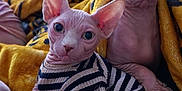 Sandy And Enzo is registered to the contest to win money with this photo: sphynx_cat, hairless_cat, cat, pet, bed, blanket, striped_clothing, indoor, curious, wrinkled_skin, ears, feline, cozy, animal, cute, resting, domestic_animal, mammal, two_animals, close_up