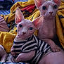 sphynx_cat, hairless_cat, cat, pet, bed, blanket, striped_clothing, indoor, curious, wrinkled_skin, ears, feline, cozy, animal, cute, resting, domestic_animal, mammal, two_animals, close_up