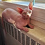 Sandy And Enzo joined the competition — help win amazing prizes! sphynx_cat, cat, hairless_cat, windowsill, radiator, indoor, sunlight, plant, golden_wrapping, window, leaf, pet, animal, resting, curious, skin, wrinkles, ears, domestic, cozy