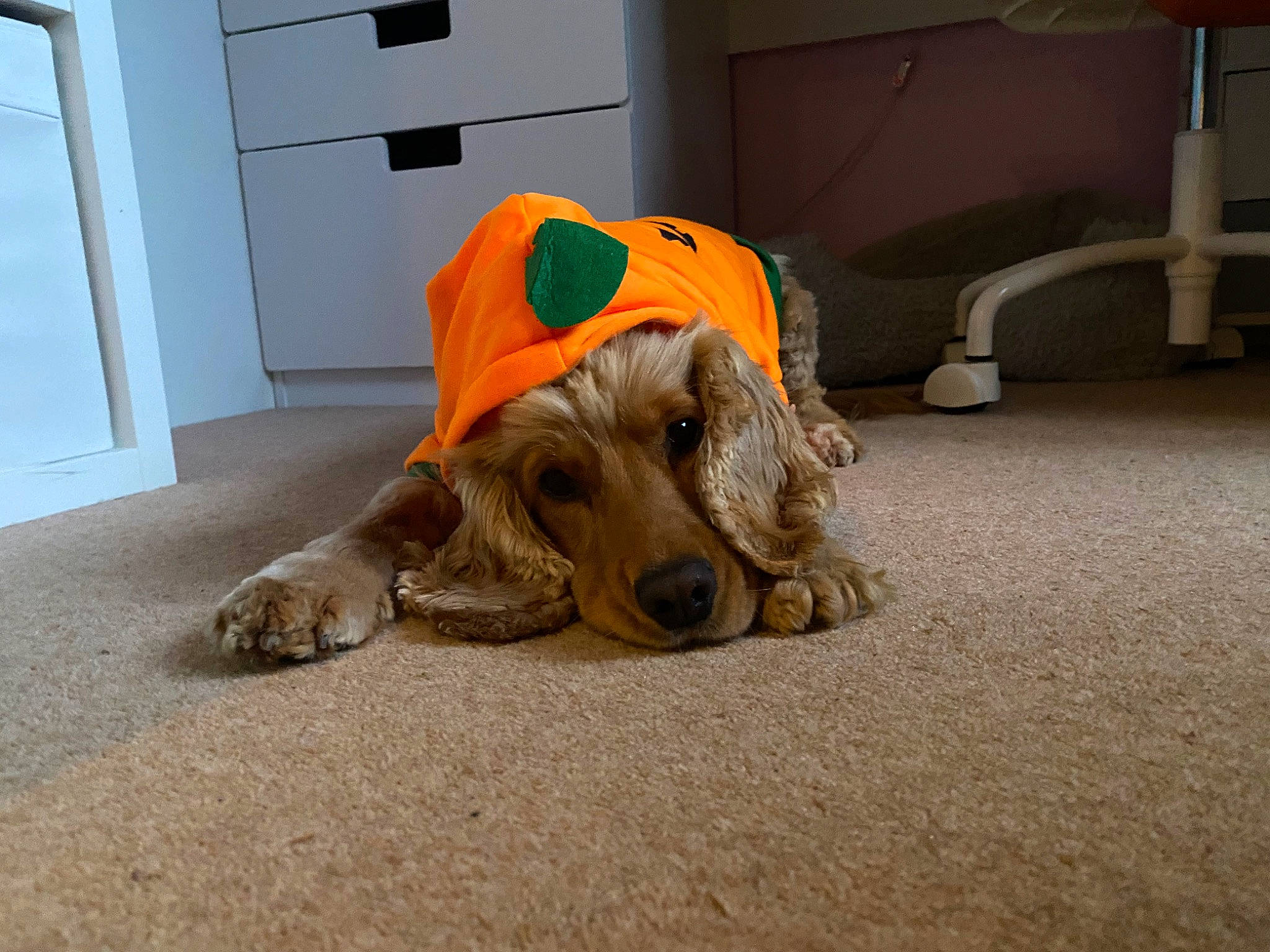 Jessy joined the competition — help win amazing prizes! canidae, carnivore, companion_dog, dog, dog_breed, dog_clothes, dog_supply, door, fawn, floor, flooring, hardwood, paw, pet_supply, road_surface, snout, sporting_group, tail, wood, working_animal