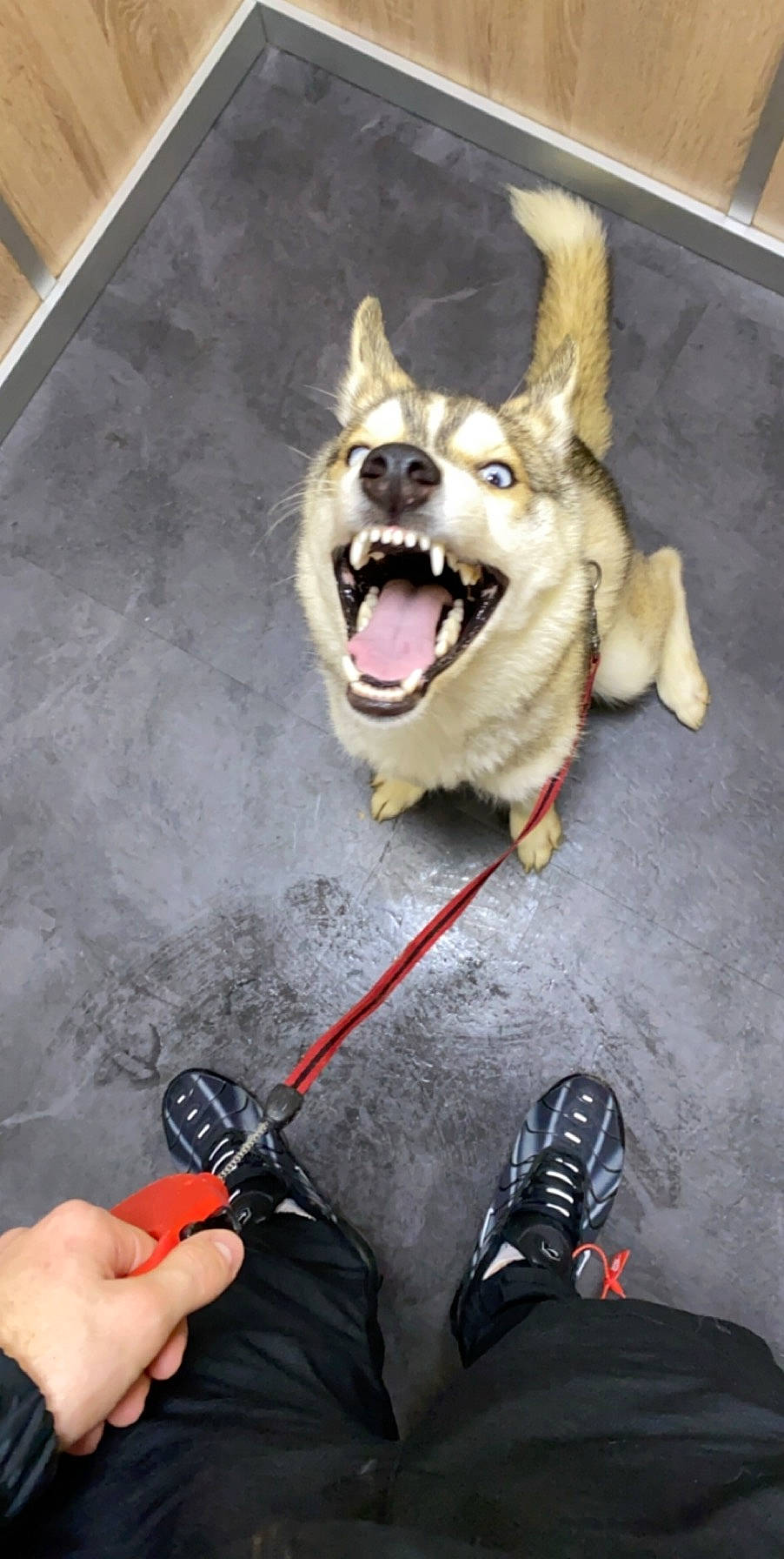 Phara participe au concours pour gagner de l'argent avec cette photo : canidae, carnivore, czechoslovakian_wolfdog, dog, dog_breed, leash, northern_inuit_dog, siberian_husky, snout, sporting_group, wolfdog