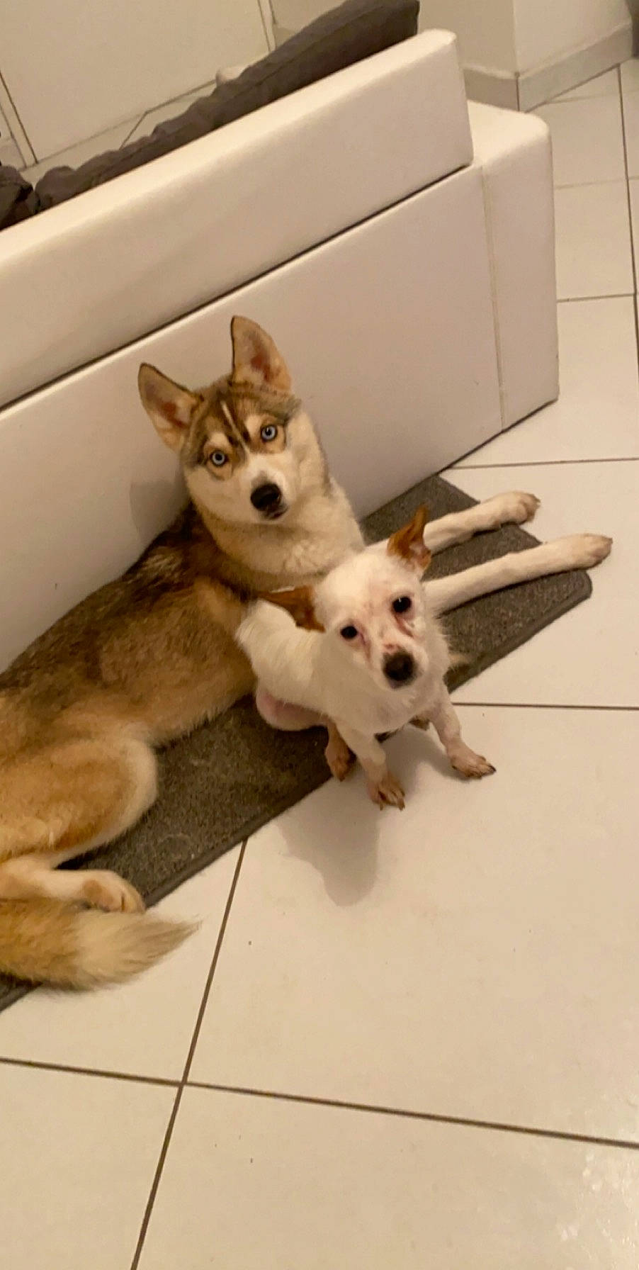 Phara a rejoint le concours — aidez-le/la à gagner de superbes lots ! akita_inu, ancient_dog_breeds, canidae, canis, carnivore, companion_dog, czechoslovakian_wolfdog, dog, dog_breed, labrador_husky, mammal, northern_inuit_dog, norwegian_buhund, pembroke_welsh_corgi, sakhalin_husky, siberian_husky, tail, tamaskan_dog, vertebrate, wolfdog