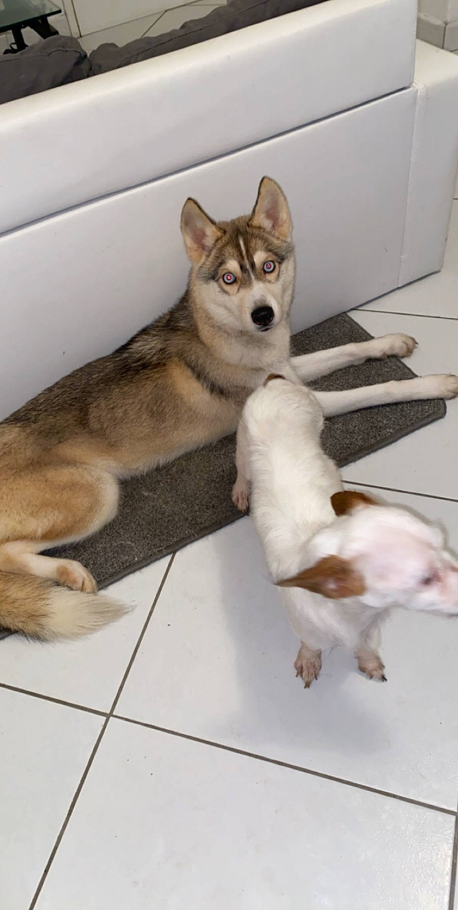 Phara a rejoint le concours — aidez-le/la à gagner de superbes lots ! alaskan_malamute, canidae, carnivore, czechoslovakian_wolfdog, dog, dog_breed, east_siberian_laika, jamthund, labrador_husky, mammal, native_american_indian_dog, northern_inuit_dog, saarloos_wolfdog, sakhalin_husky, seppala_siberian_sleddog, siberian_husky, sled_dog, tamaskan_dog, vertebrate, wolfdog
