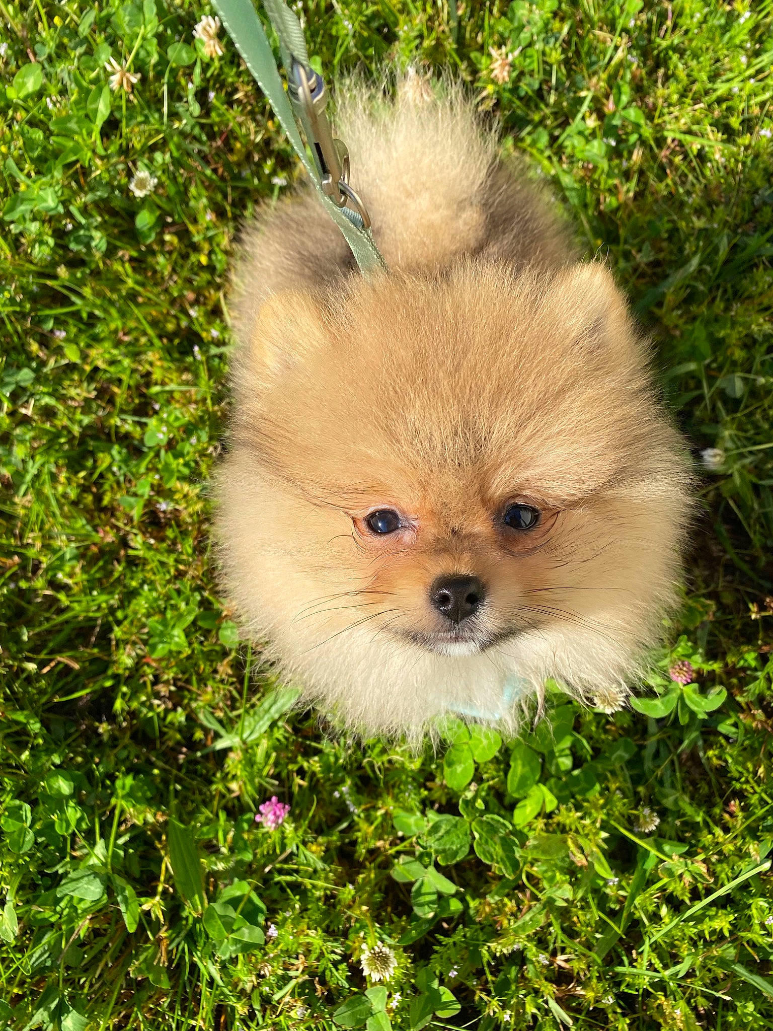 Gnocchi a rejoint le concours — aidez-le/la à gagner de superbes lots ! canidae, carnivore, companion_dog, dog, dog_breed, fawn, fur, grass, groundcover, liver, maltepoo, plant, snout, sporting_group, terrestrial_animal, toy_dog, tree, whiskers, wildlife, working_animal