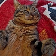 Cheyenne participe au concours pour gagner de l'argent avec cette photo : cat, tabby_cat, sleeping, cozy, blanket, indoor, pet, feline, fur, whiskers, relaxed, cute, animal, paws, resting, striped, mammal, domestic, comfort, soft