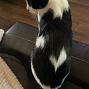 Emmy joined the competition — help win amazing prizes! cat, black_and_white, pet, feline, indoor, leather, couch, blanket, wooden_floor, fur, animal, sitting, side_view, resting, whiskers, tail, domestic, cozy, household, quiet