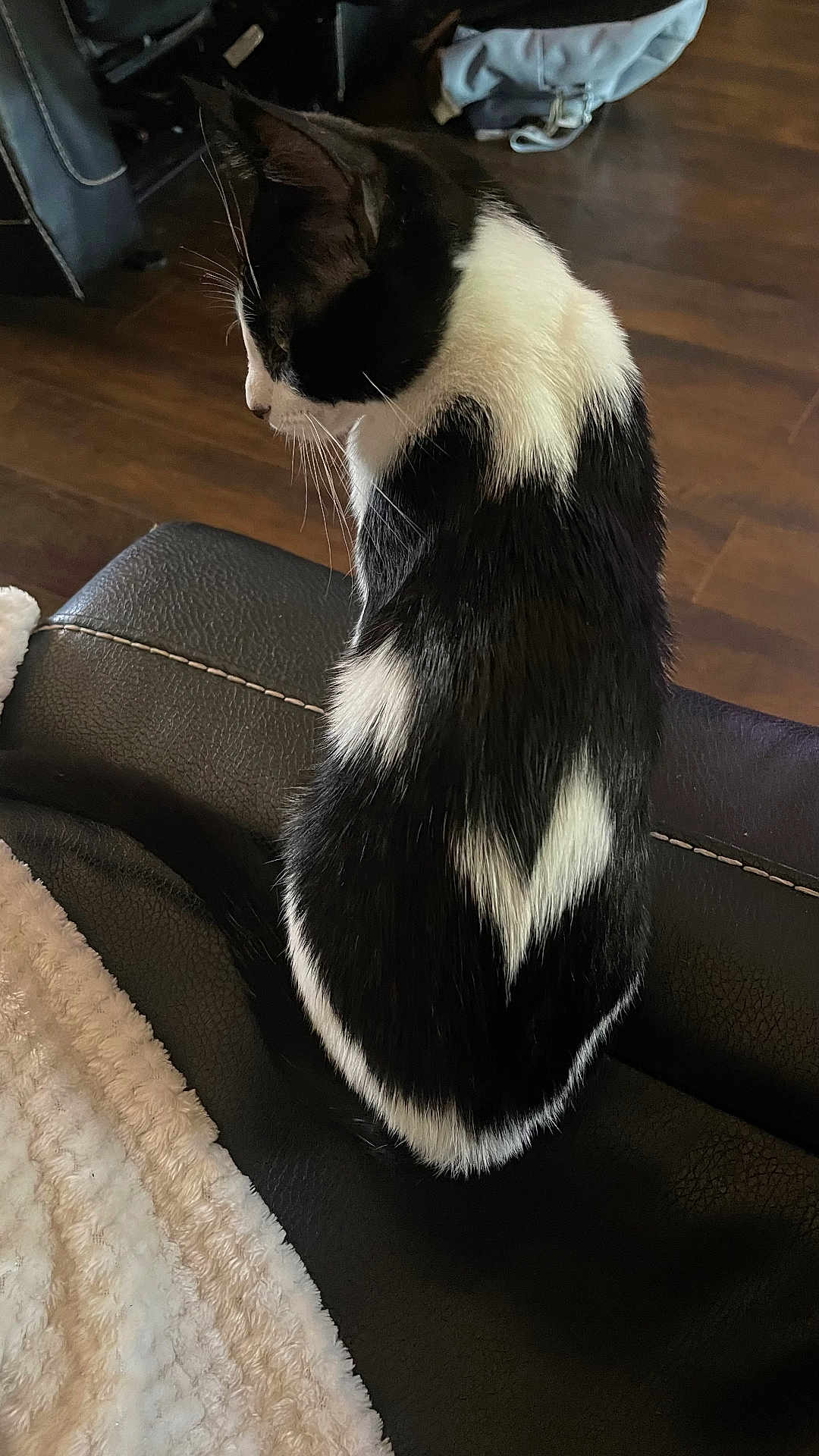 Emmy joined the competition — help win amazing prizes! cat, black_and_white, pet, feline, indoor, leather, couch, blanket, wooden_floor, fur, animal, sitting, side_view, resting, whiskers, tail, domestic, cozy, household, quiet