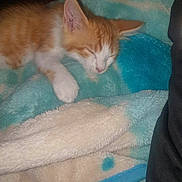 Aïka participe au concours pour gagner de l'argent avec cette photo : kitten, sleeping, orange_and_white, cat, blanket, soft, cozy, fur, cute, paw, nap, indoor, pet, animal, resting, young, domestic_cat, warm, comfort, furry