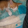 kitten, sleeping, orange_and_white, cat, blanket, soft, cozy, fur, cute, paw, nap, indoor, pet, animal, resting, young, domestic_cat, warm, comfort, furry