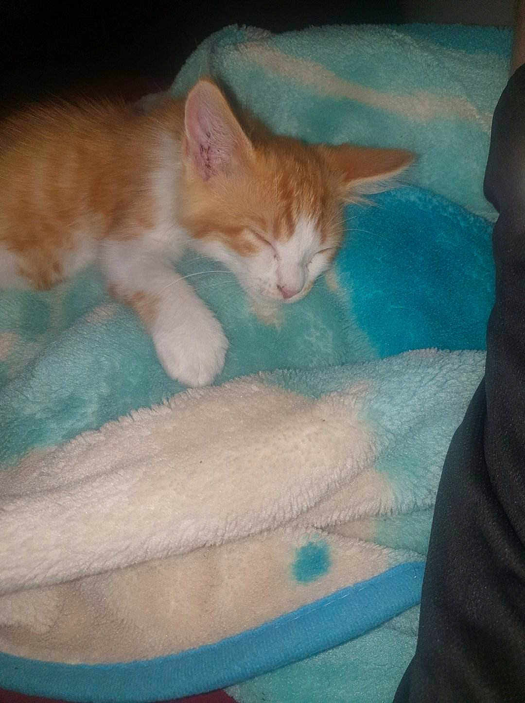 Aïka participe au concours pour gagner de l'argent avec cette photo : kitten, sleeping, orange_and_white, cat, blanket, soft, cozy, fur, cute, paw, nap, indoor, pet, animal, resting, young, domestic_cat, warm, comfort, furry