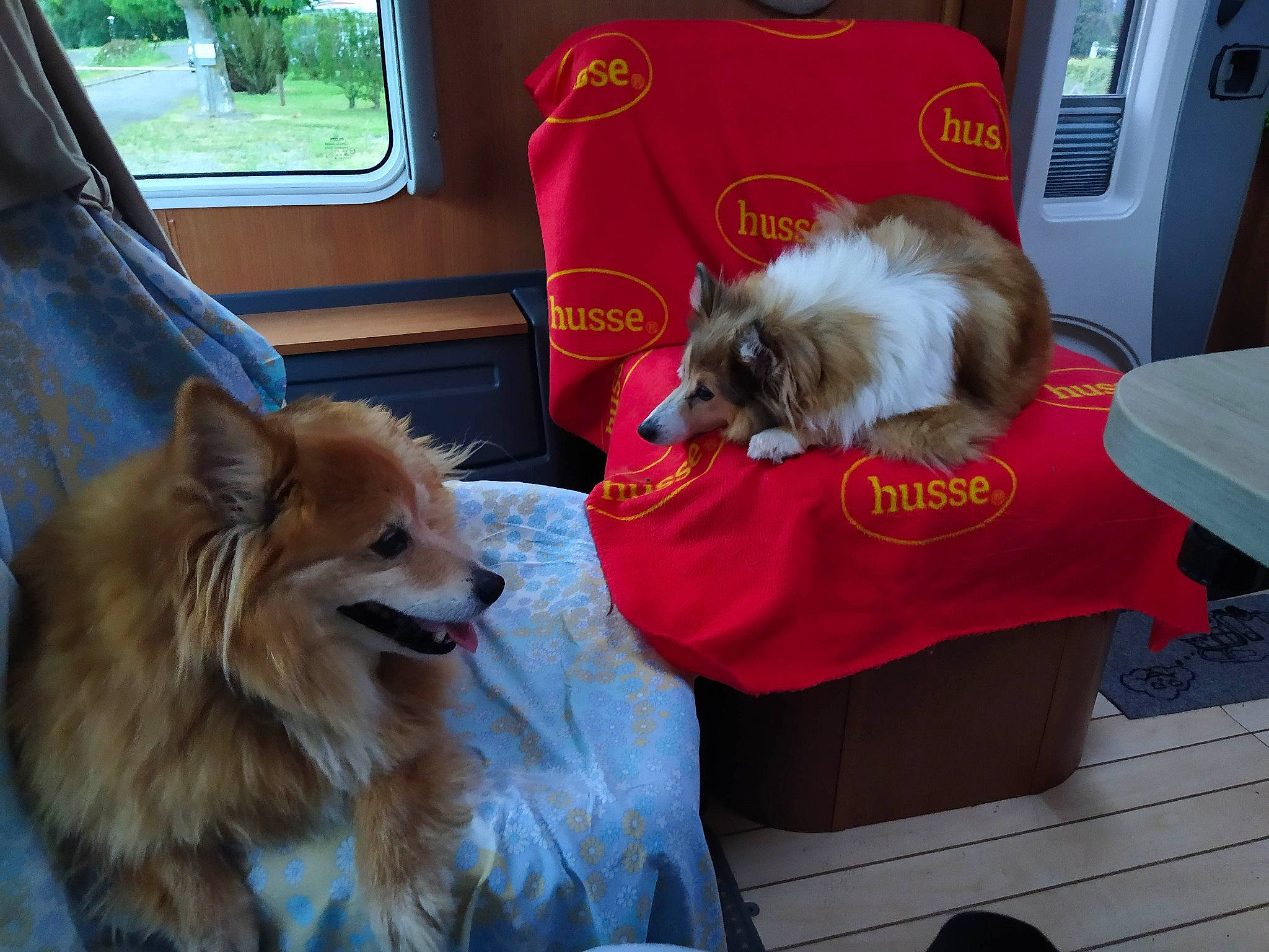 Conan Et Flora participe au concours pour gagner de l'argent avec cette photo : canidae, car, carnivore, companion_dog, dog, dog_breed, dog_supply, fur, mammal, pet_supply, sapsali, small_terrier, snout, spitz, sporting_group, terrier, toy_dog, vehicle, vertebrate, window