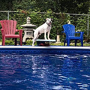 Cain is registered to the contest to win money with this photo: dog, diving_board, pool, water, outdoor, greenery, lawn_chair, red_chair, blue_chair, pet, summer, backyard, fence, nature, happy, animal, spot, tongue_out, daylight, recreation